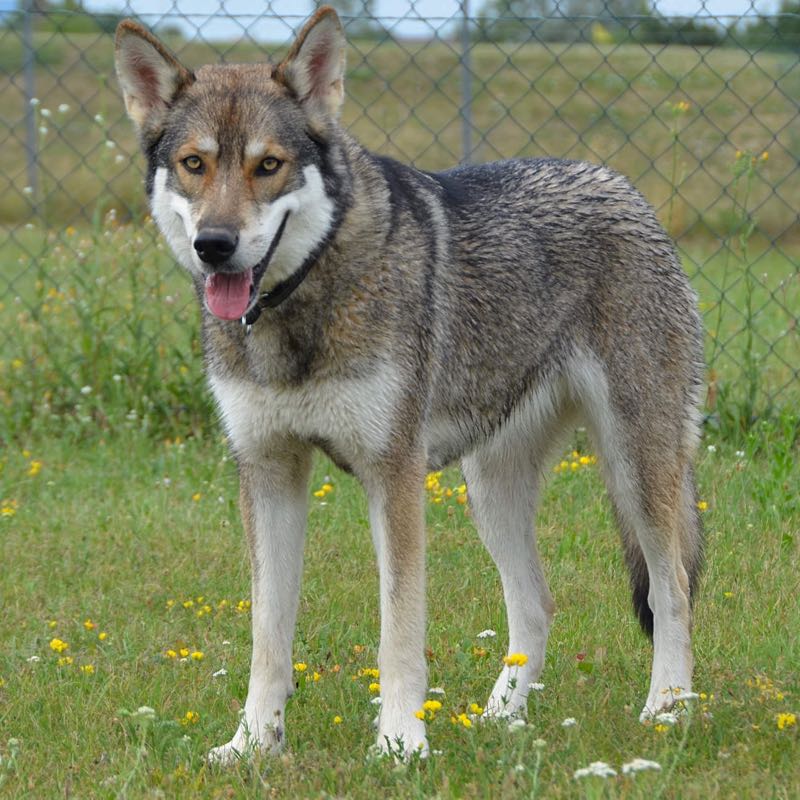 Astrid Ascan von Baumgarten Tamaskan (Mika)